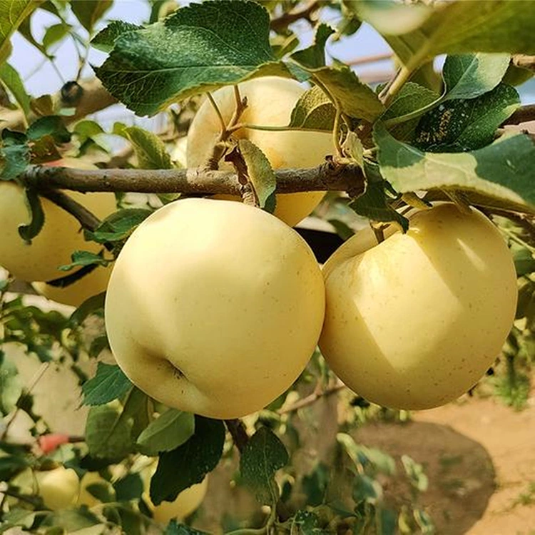 Ama-apula Amnandi Egolide