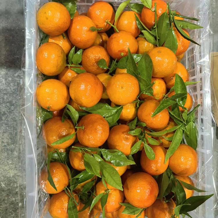 I-Mashui Mandarin entsha