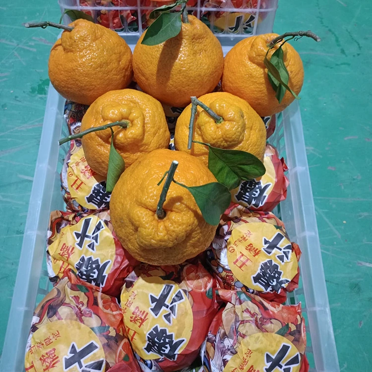 I-Shiranui Mandarin entsha