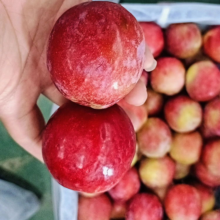 I-Fresh Sweet Red Meiyi Plum
