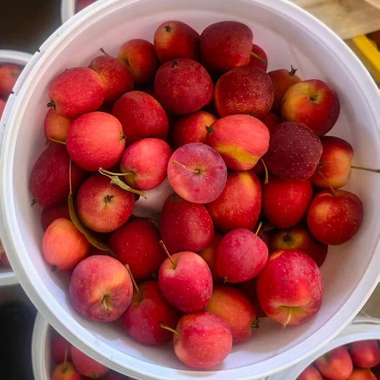 I-apula Ye-Cherry YaseShayina Esezingeni Eliphezulu