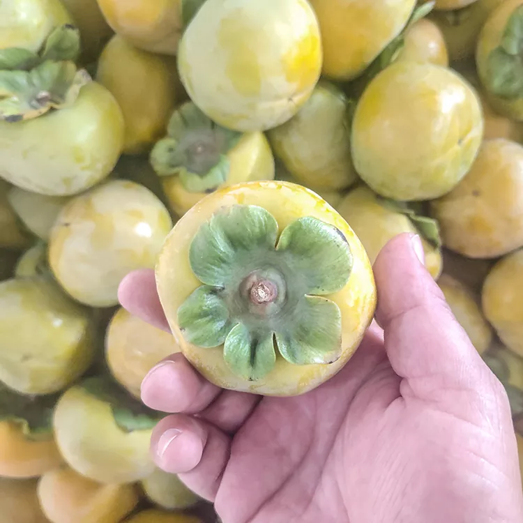 Premium Fresh Crisp Persimmon