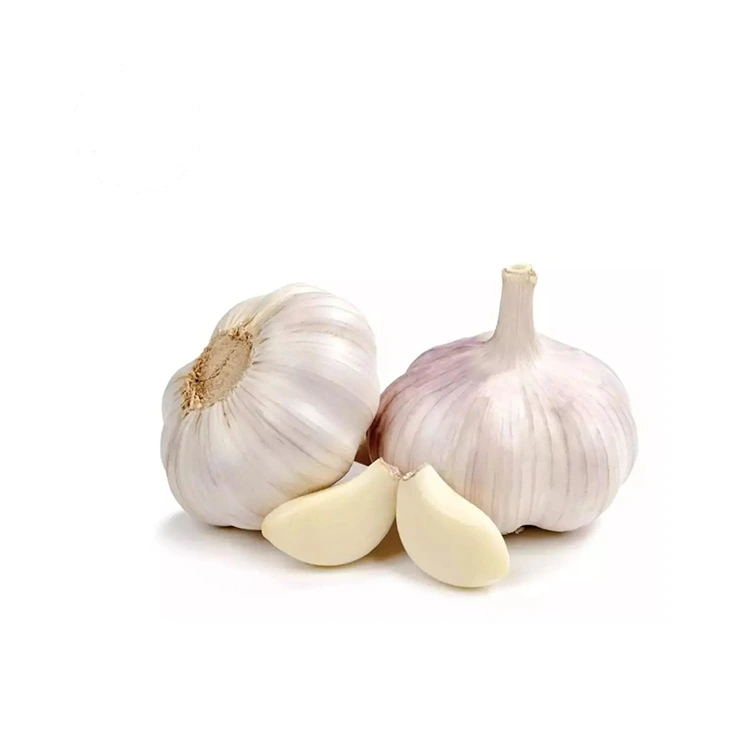 I-Premium Firm kanye ne-Plump Normal White Garlic