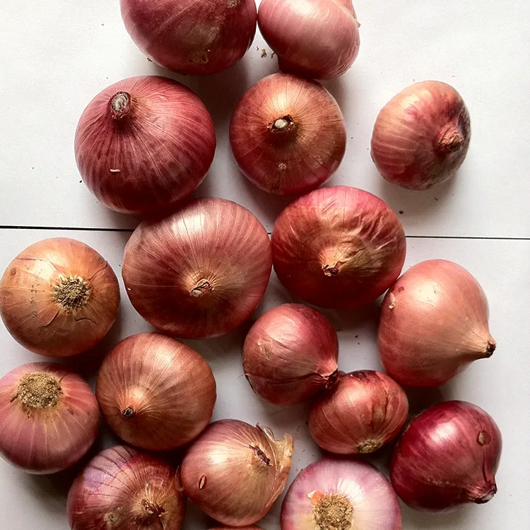 Premium Fresh Red anyanisi