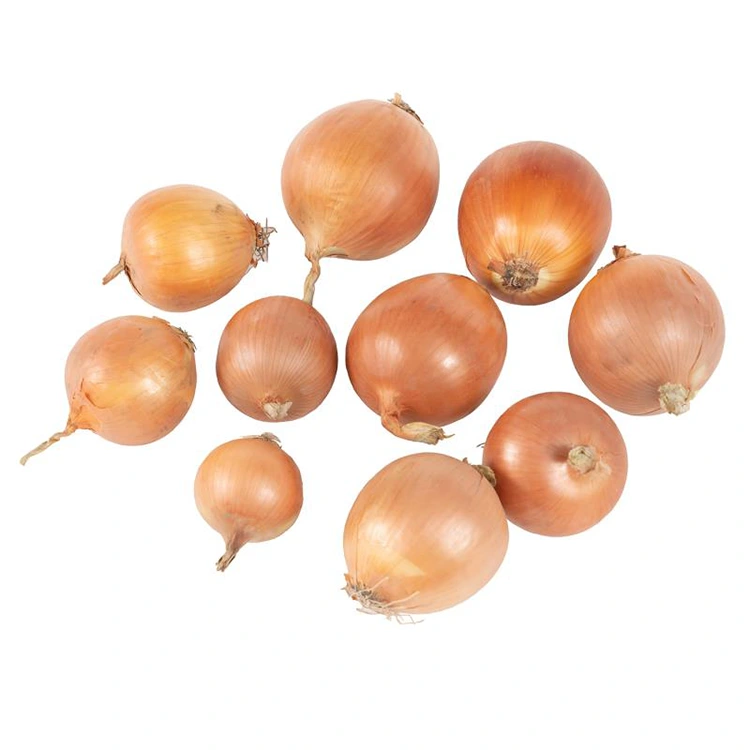 Premium Fresh Yellow anyanisi